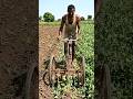🌿 देशी यंत्र से खेत की खरपतवार जड़ से साफ | Apaar Shorts #shorts