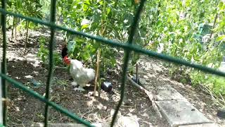 Tiny White Rooster Crowing
