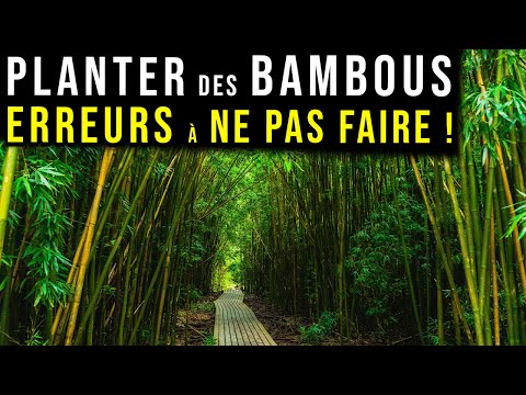 Vidéo: Les piquets de bambou vont-ils pousser ?