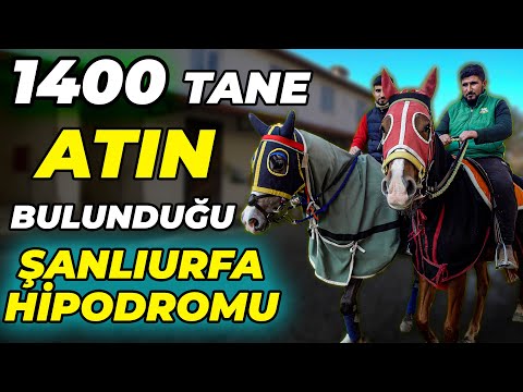 Aylık 10.000 TL Yiyen Atlar! - T.J.K. Şanlıurfa Hipodromu