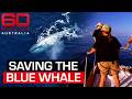 Saving the Blue Whale | 60 Minutes Australia