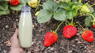 Za Najbrži Rast Jagoda, Ovo Radim Već 50 Godina