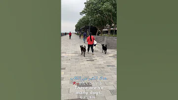 A Multilingual Adventure With Dogs Unexpected Encounters Multilingual Dogs Adventure 