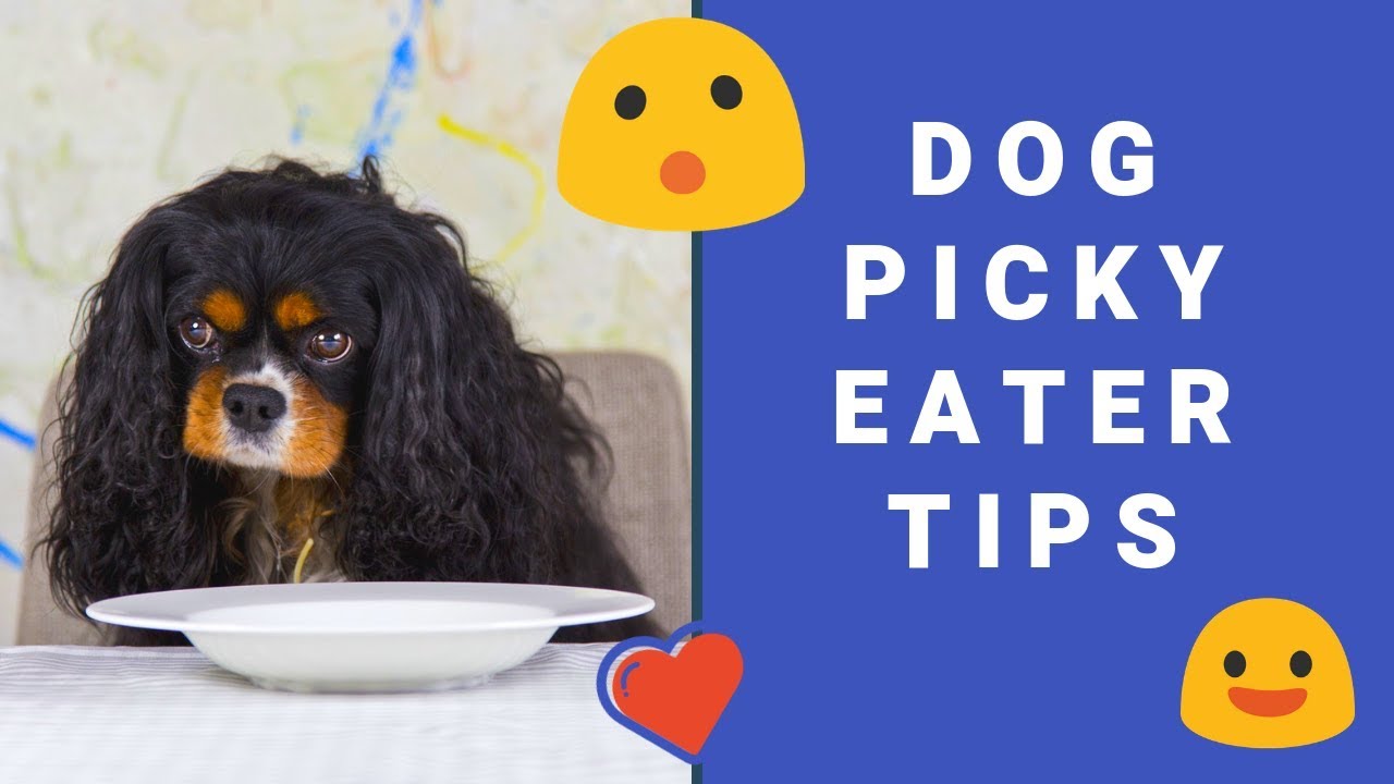 Dog Picky Eater Tips - YouTube