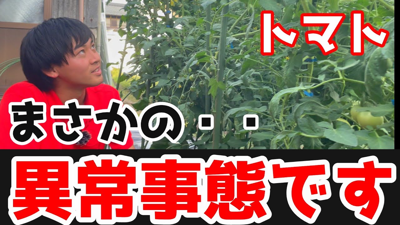 【トマト】大雨後のトマトがとんでもないことになりました【家庭菜園】