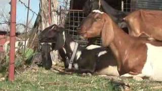 Planet Agriculture Sheep & Goats Video