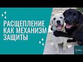 Расщепление как механизм психологической защиты