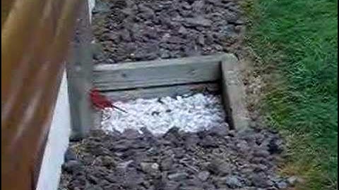 Bird attacks own reflection