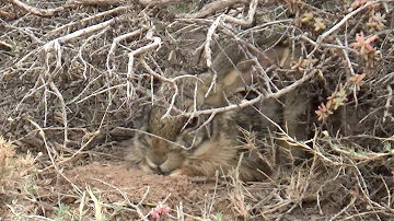 Hare in forest | shikar hi shikar | dog and rabbit race | hunting videos