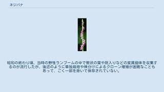ネジバナ