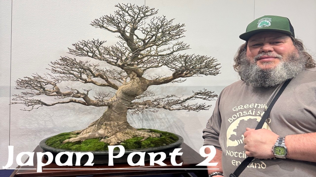 Corin in Japan part 2 (kokofu) - Greenwood Bonsai