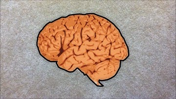 Right and Left Brain Thinking