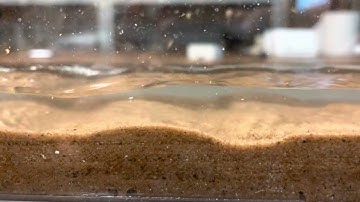 Ripple migration in flume