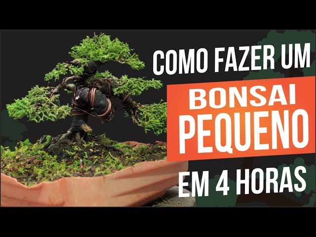 BONSAI PEQUENO EM 4 HORAS | PASSO A PASSO class=