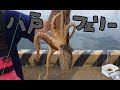 八戸フェリー乗り場【八太郎公園】で凄い群れを見た！