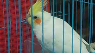Dr. Sagir's Pet Bird  Clinic ( ডাঃ সাগীর'স পেট ক্লিনিক), ঢাকা II Dr. Sagir's Pet Clinic 01912251312 screenshot 5