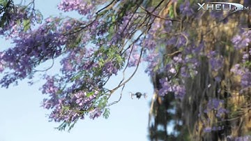 Walkera Ladybird FPV Review