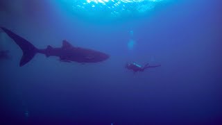 From Triton Bay to Raja Ampat - Diving 4k - The ultimate dive trip