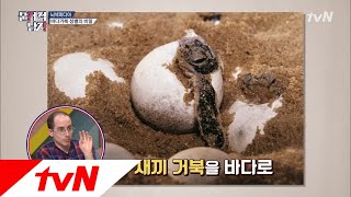 The Brainiacs 바다거북까지 살리는 타일러, 당신은ㅠ 180703 EP.162