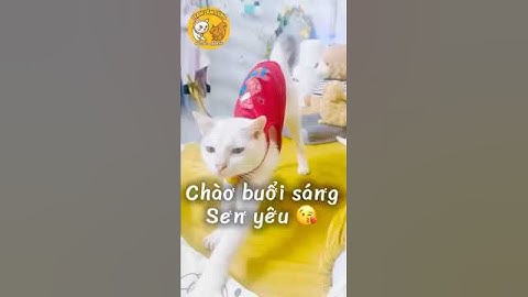 Chào buổi sáng | g’morning 😘 #funnyshorts #funnypets #bossmèo #morning #newday #shorts #cat #meow