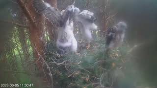 Morning in the goshawk's nest~2023-06-05~Goshawk nest in Estonia