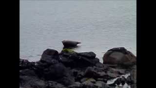 Seals and Seagulls at Machrihanish.