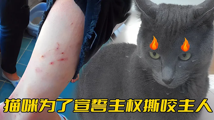 蓝猫搬家后疯狂咬人，挠得主人两条腿全是伤口，场面一度失控 - 天天要闻