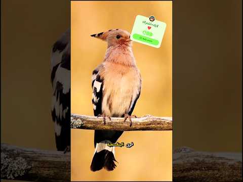 سر الهدهد ذكاء خارق وصفات لا يعرفها أحد
