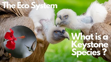 The Eco System:What is a Keystone Species | Why are they vital for the survival of all life on Earth