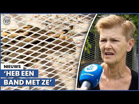 Video: Problemen met huisdierenleasing