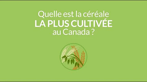 Quelle est la céréale la plus cultivée dans le monde ?