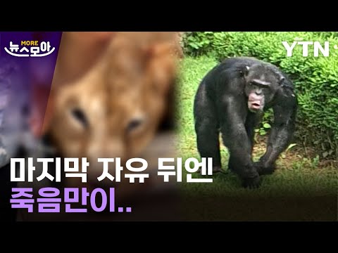 [뉴스모아] 사자도 침팬지도…마지막 자유 뒤엔 죽음만이 / YTN