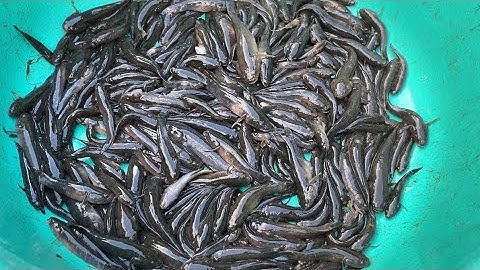 Mồi Này Mà Đem Đặc Cá Bống Dừa Thì Có Bao Nhiêu Cá Cũng Dính Hết #47 • Cù Lao Dung Vlogs