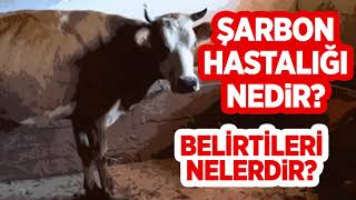 Şarbon hastalığı nedir? Belirtileri nelerdir?