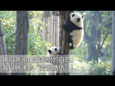 《熊貓主題趴》來自斧頭山受害樹的自白：我與胖達的“愛恨情仇”！| iPanda