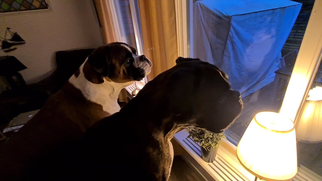 Boxers Protecting The Family! 😁
