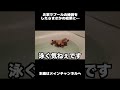 お家でプールの練習をしたらまさかの結果になりました #shorts #dog #トイプードル #犬