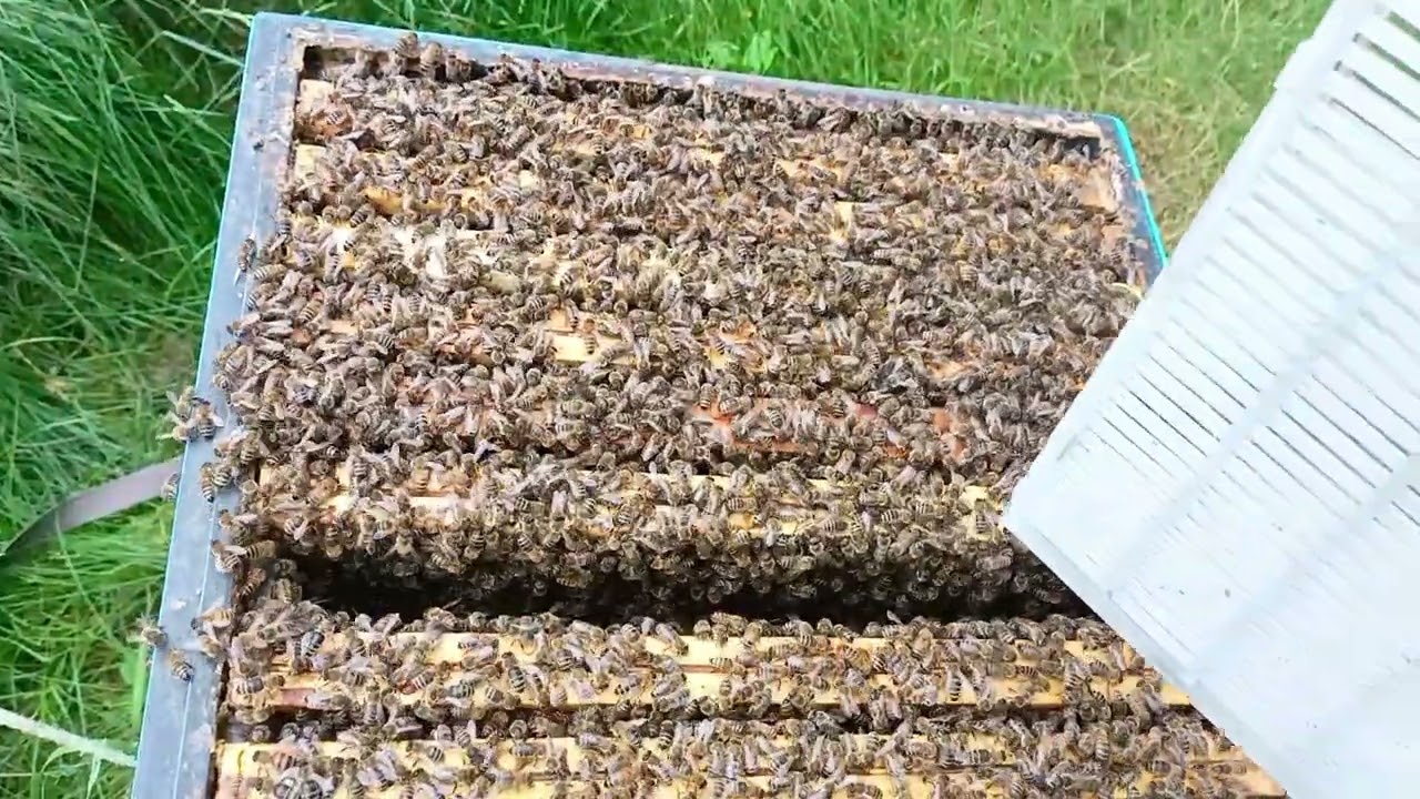 Grzybica wapienna - izolacja matki