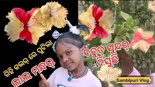 🌺ଗିହି କଲର୍ ରେ ପୁଟିଲା ଲାଲ୍ ରଙ୍ଗର ମନ୍ଧର୍//ବହୁତ୍ ସୁନ୍ଦର ଦିସୁଛି//Sambalpuri vlog//daily vlog//Odia vlog