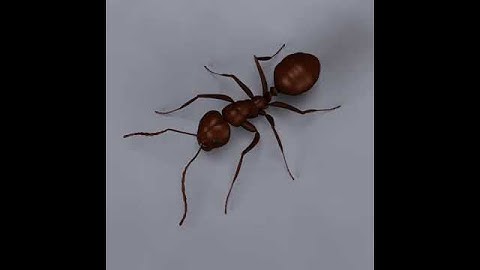 Ant model 3D model from CGTrader.com