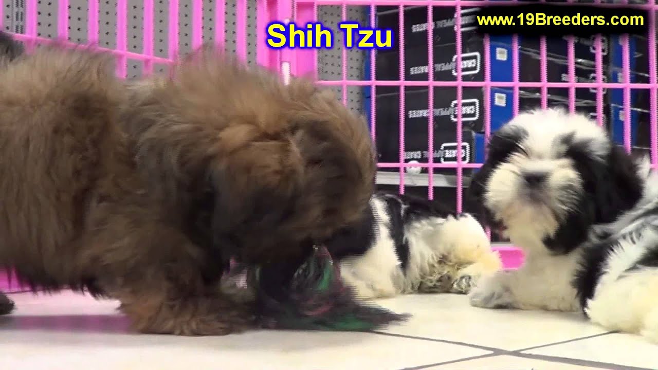 Shih Tzu, Puppies, For, Sale, In, Boise City, Idaho, ID, Rexburg, Post