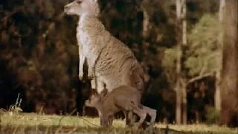 Australia: Land Beyond Time (IMAX)
