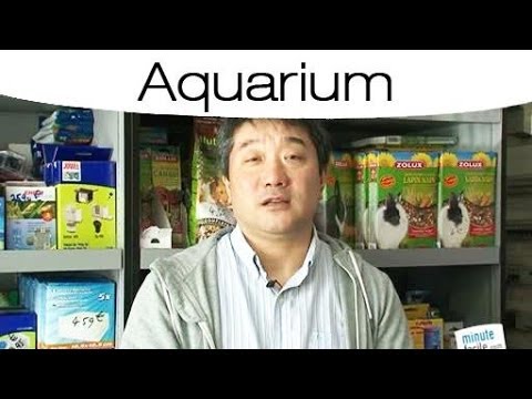 Vidéo: Comment Désinfecter Un Aquarium