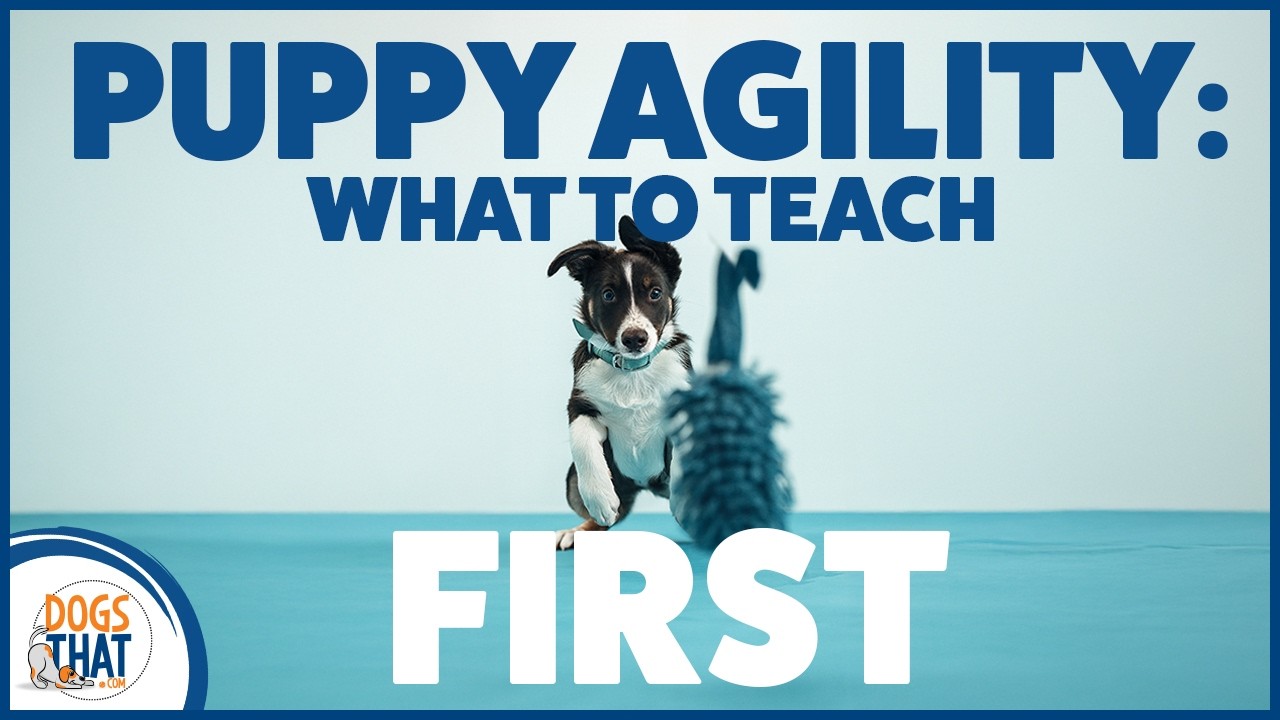 Agility Foundations Before Equipment: What Puppies Really Need ...