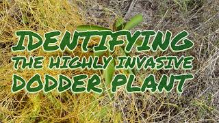 Identifying The Highly Invasive Dodder Plant