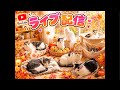 Neko marchie8 Cat′s home がライブ配信中！旦那飲み会🤣🍻その間にLIVE🤣あそびにきてね