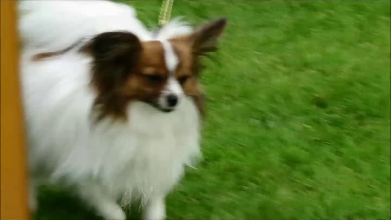 border union dog show