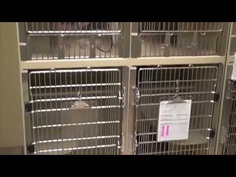 petsmart cat kennel