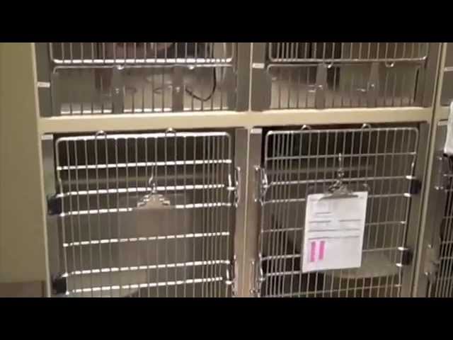 PetSmart PetsHotels! - YouTube