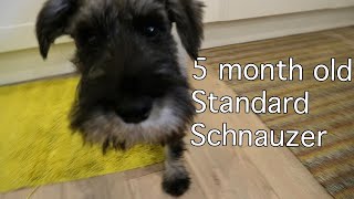5 Month Old Standard Schnauzer | Burt Updates #4